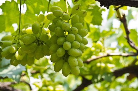 Bunch of green grapes on a farm in Thailandの写真素材