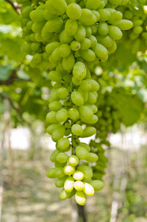 Bunch of green grapes on a farm in Thailandの写真素材