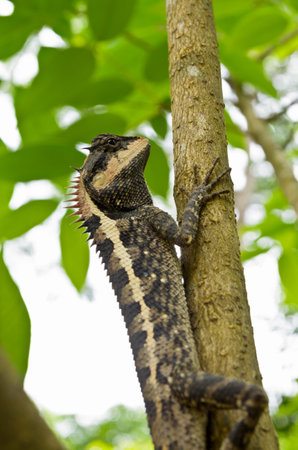 Thai Lizard Looking down from the tree の写真素材