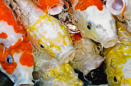 Koi carps crowding together competing for foodの写真素材