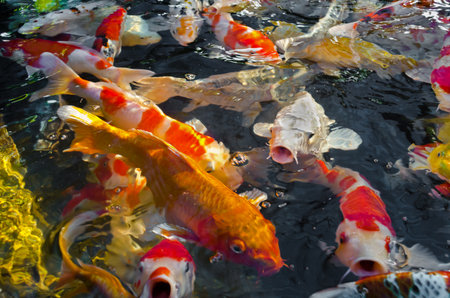 Koi carps crowding together competing for foodの写真素材