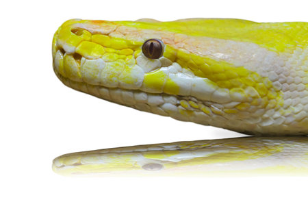 Close up of a Head albino python on the sand の写真素材