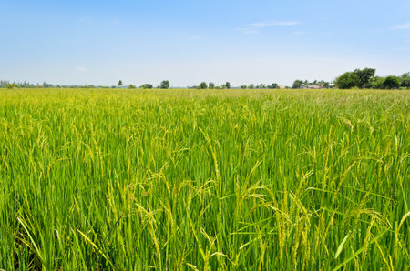 The beautiful landscape of rice fields in Thailand の写真素材