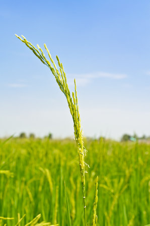 The young spike in the fields  The beauty of thailandの写真素材