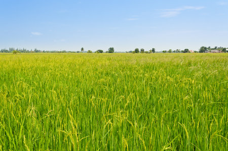 The beautiful landscape of rice fields in Thailand の写真素材
