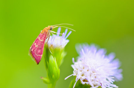 Small pink moth  eating nectar of Goat Weed  Thailandの写真素材