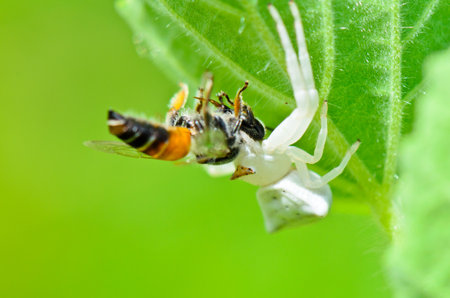 White Crab Spider has almost translucent head and legs eating beesの写真素材