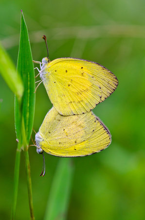Common Grass Yellow, Eurema hecabe  mating in lawn  Thailandの写真素材