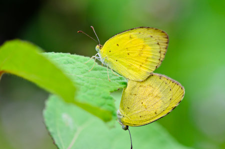 Common Grass Yellow, Eurema hecabe  mating in lawn  Thailandの写真素材