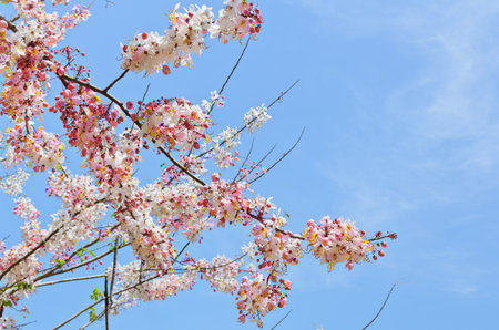 Wishing Tree, Pink Showe, Cassia Bakeriana Craib, Beneath a tree flowering pink resemble sakura  Thailandの写真素材