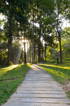 Passages in forest to the Monthathan Falls  Chiang Mai  Thailandの写真素材