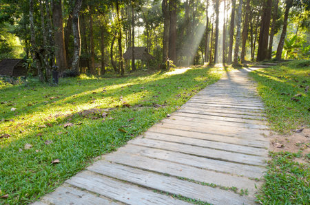 Passages in forest to the Monthathan Falls  Chiang Mai  Thailandの写真素材