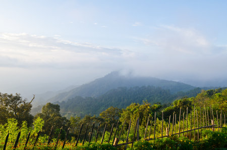 Scenic view of nature on the hill  Ang Khang mountains  Chiang Mai  Thailandの写真素材