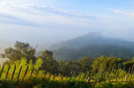 Scenic view of nature on the hill  Ang Khang mountains  Chiang Mai  Thailandの写真素材