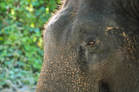 Asian elephants head close-upの写真素材