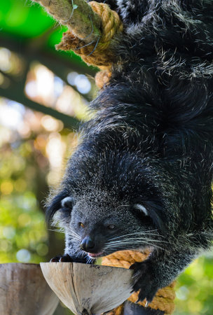 Asian Bearcat - Arctictis Binturong  Eating food, food containers made ââof coconutの写真素材