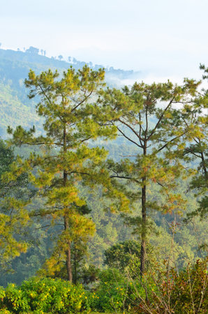 Kesiya  Growing on the high mountainの写真素材