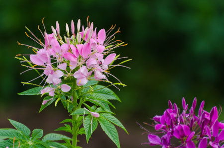 Multi-colored cleome  spider flower  in garden  It is a floral fragrance の写真素材