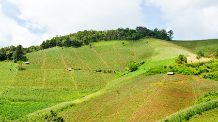 Cereal cropping on the hills of northern Thailand の写真素材