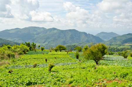 Planting vegetation on highlands of northern Thailand の写真素材