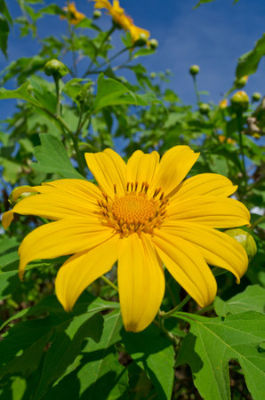 Mexican Sunflower Weed, Tithonia diversifolia  Bright yellow flowers Up on the highlands of Northern Thailand の写真素材