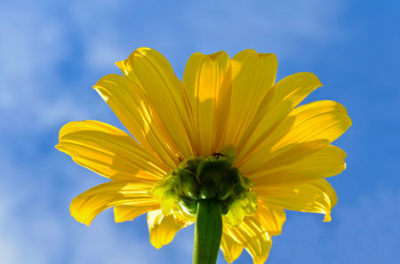 Mexican Sunflower Weed, Tithonia diversifolia  Bright yellow flowers Up on the highlands of Northern Thailand の写真素材