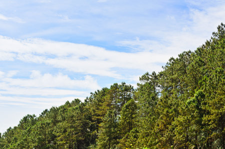 Kesiya pine, Khasiya pine, Up on a hill or slope の写真素材