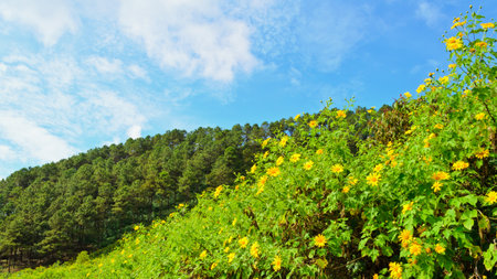 Scenic Mae Uko mountain  Mae Hong Son in northern Thailand の写真素材