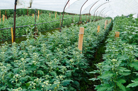 Chrysanthemum farm on Doi Inthanon mountain in Chiang Mai, Thailand の写真素材