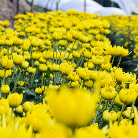 Chrysanthemum farm on Doi Inthanon mountain in Chiang Mai, Thailand の写真素材