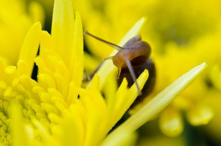 Snail feeding on yellow chrysanthemum amid the morning dewの写真素材