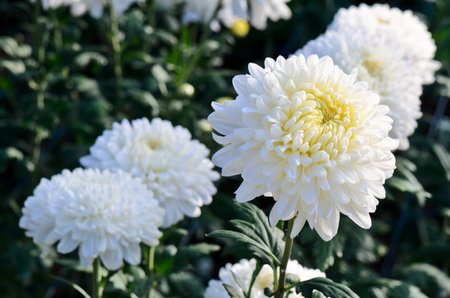 Chrysanthemum farm on Doi Inthanon mountain in Chiang Mai, Thailand の写真素材