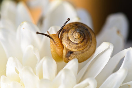 Snail feeding on white chrysanthemum amid the morning dewの写真素材