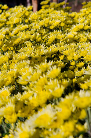 Chrysanthemum farm on Doi Inthanon mountain in Chiang Mai, Thailand の写真素材