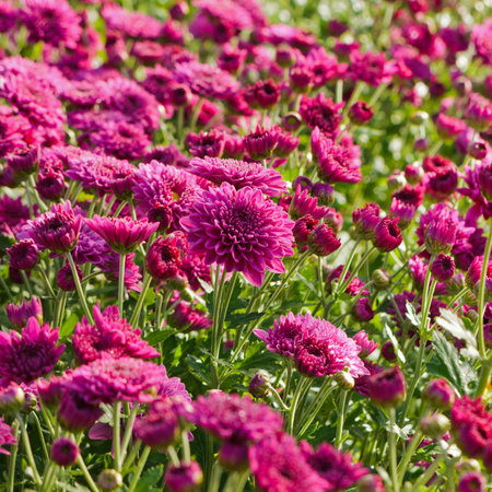 Chrysanthemum farm on Doi Inthanon mountain in Chiang Mai, Thailand の写真素材