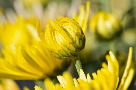 Buds of yellow chrysanthemums close up  fresh wet with morning dewの写真素材
