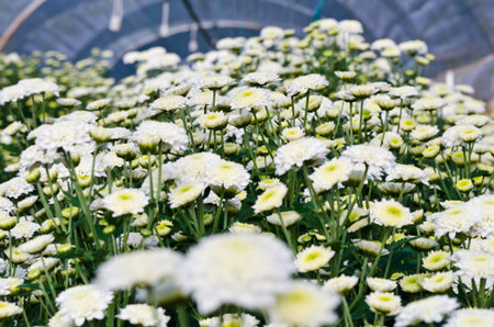 Chrysanthemum farm on Doi Inthanon mountain in Chiang Mai, Thailand の写真素材