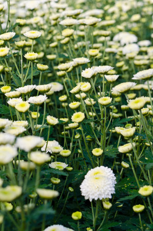 Chrysanthemum farm on Doi Inthanon mountain in Chiang Mai, Thailand の写真素材