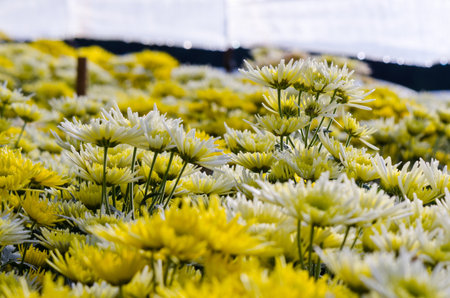 Chrysanthemum farm on Doi Inthanon mountain in Chiang Mai, Thailand の写真素材