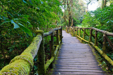 Wood bridge in the forest for nature walks on Doi Inthanon mountain , Chiang Mai, Thailand の写真素材