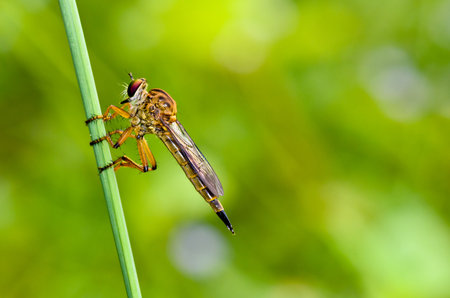 Robber Fly - Family Asilidae  Are predatory insects that are shaped similar to a dragonfly の写真素材