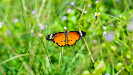 Plain Tiger   Danaus chrysippus  , Beautiful orange butterfly looking for food in the meadow, wide...