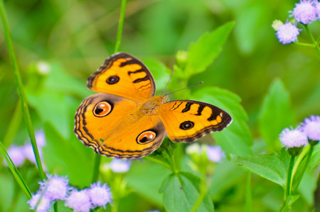 Peacock pansy butterfly  Junonia almana  on top of a bushの写真素材