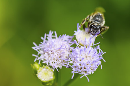 Small bees looking for nectar on flower of Billy Goat Weed の写真素材