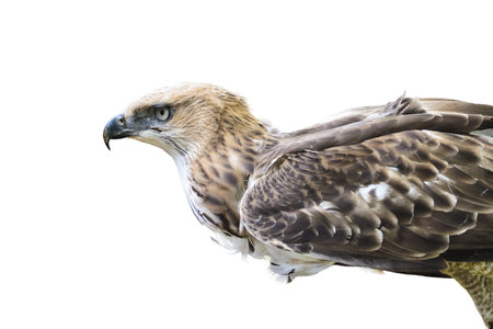 Changeable Hawk Eagle  Nisaetus limnaeetus   bird hunters are poised flyの写真素材
