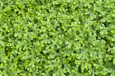 Selaginella kraussiana   Trailing Selaginella   small plant with creeping stems forms dense mats of green foliageの写真素材