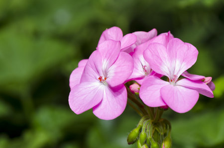 Geranium   Palargonium x hortorum   close-up of pink flowersの写真素材