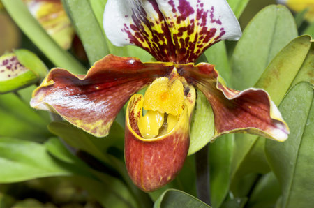 Slipper Orchid   Paphiopedilum   , plant with flowers shaped exotic and rare の写真素材