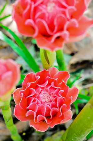 Torch Ginger   Etlingera elatior    red flowers of medicinal plantsの写真素材