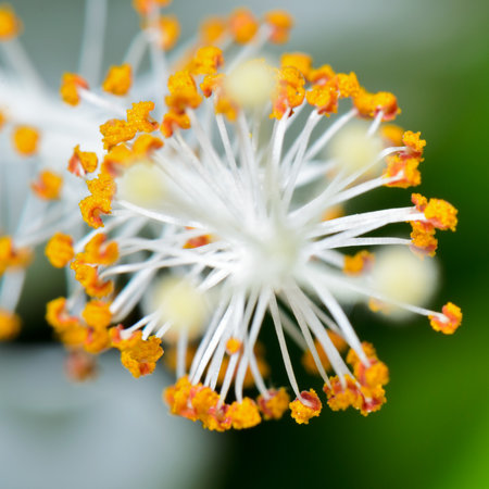 Close up white carpel of the Snowflake Hibiscus   Hibiscus rosa sinensis  の写真素材